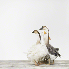 Flock of Geese
