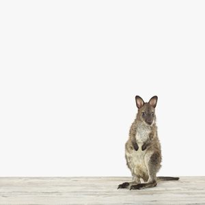 Baby Wallaby