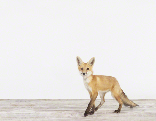 Baby Fox — The Animal Print Shop
