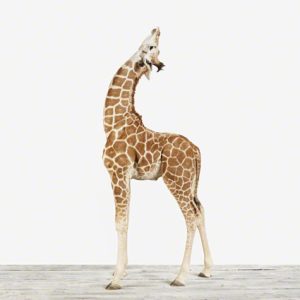 baby-animal-prints-nursery-art