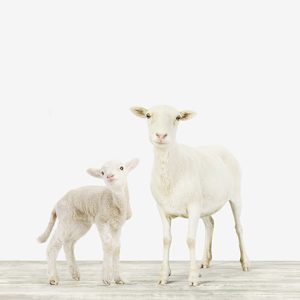 Kindred Sheep