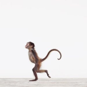 Baby Monkey No. 2