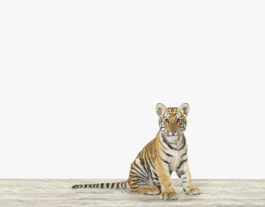 baby-animal-prints-nursery-art