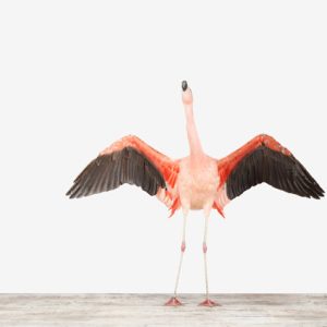 sharon-montrose-flamingo-bird-ar