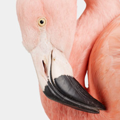 Flamingo No. 3