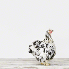 Mottled Cochin
