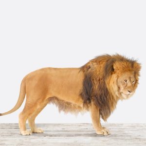 Lion No. 2