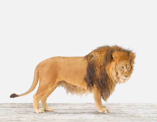 Ferie udsende Jeg accepterer det Lion No. 2 — The Animal Print Shop