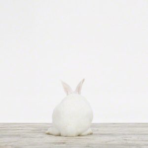 Baby Bunny No. 3