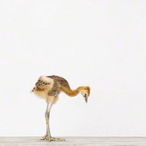 Baby Crane