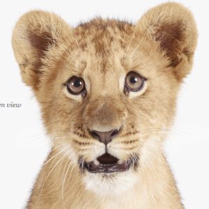 lion-cub-art-for-nursery