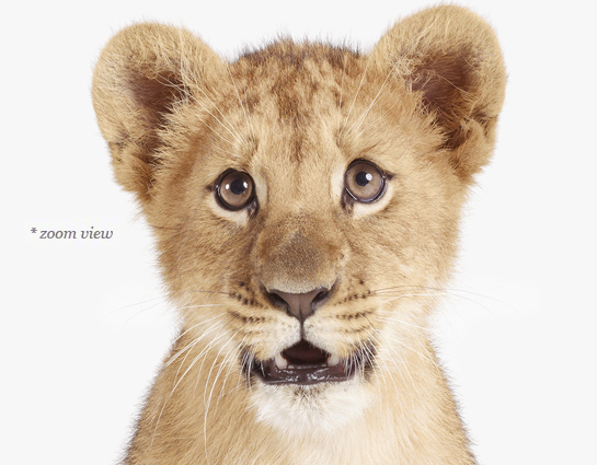 lion-cub-art-for-nursery