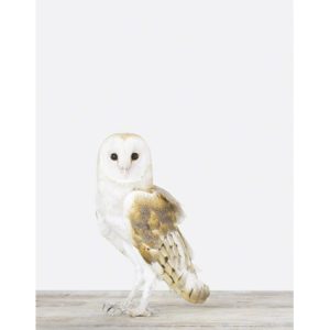 owl-animal-art-photography-sharon-montrose