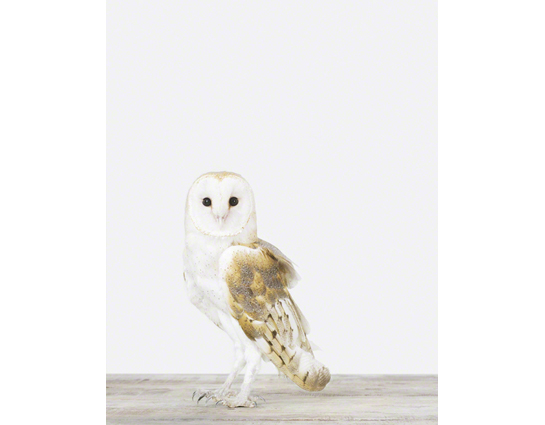 owl-animal-art-photography-sharon-montrose