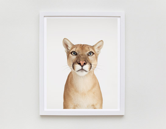 sharon-montrose-animal-photography-print-01