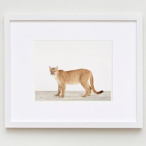 sharon-montrose-animal-photography-print-01