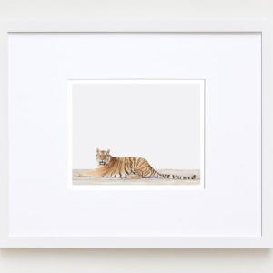 sharon-montrose-animal-photography-print-01