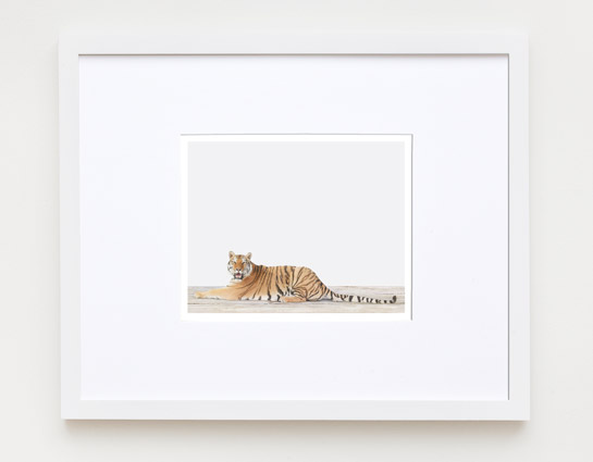 sharon-montrose-animal-photography-print-01