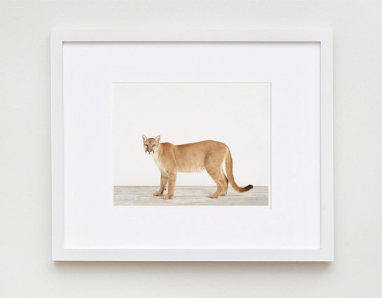 sharon-montrose-animal-photography-print-01