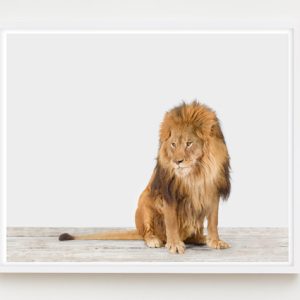 sharon-montrose-animal-photography-print-03