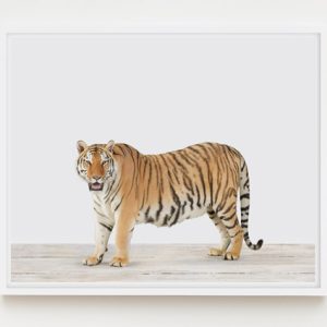 sharon-montrose-animal-photography-print-03