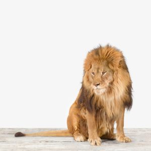 Lion No. 1