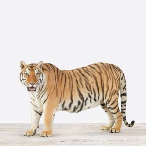 Tiger No. 1