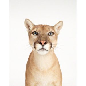 sharon-montrose-animal-photography-print