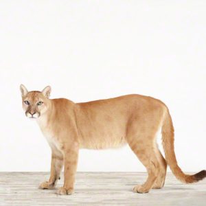 Cougar