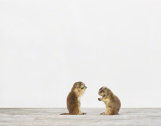 sharon-montrose-animal-photography