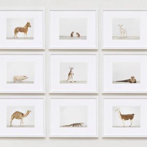 sharon-montrose-animal-photpgraphy-02
