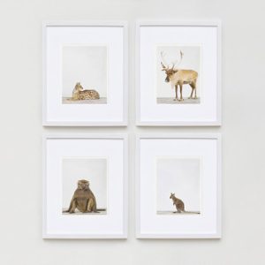 sharon-montrose-animal-photpgraphy-04
