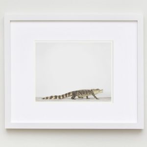 sharon-montrose-animal-photpgraphy-1