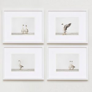 sharon-montrose-bird-photography