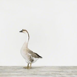 Grey Goose No. 1