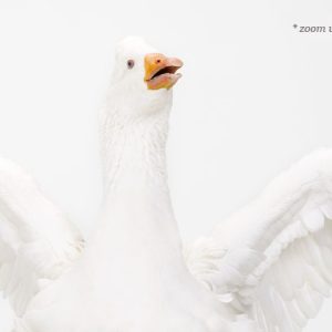 sharon-montrose-birds-photography-1.php
