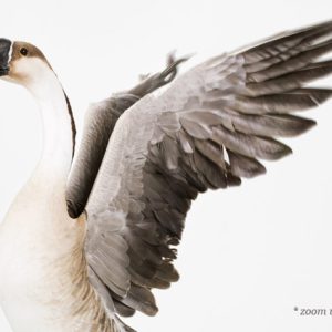 sharon-montrose-birds-photography-1.php