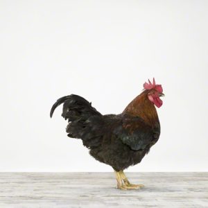 Rooster No. 2