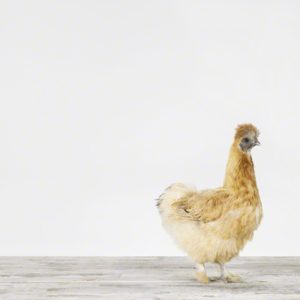 Silkie Chicken
