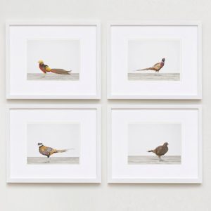 sharon-montrose-birds-photography-3.php