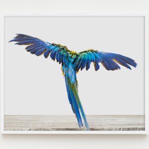 sharon-montrose-birds-photography-3.php