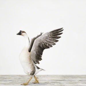 Grey Goose No. 2