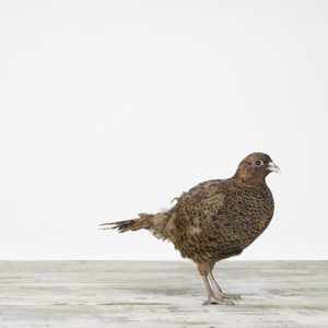 Pheasant No. 1