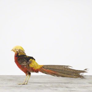 sharon-montrose-birds-photography