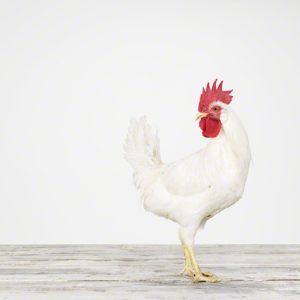 Rooster No. 1