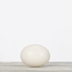 Ostrich Egg
