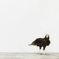 Vulture No. 2