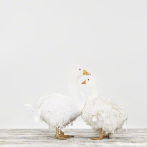 Love Geese