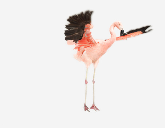 sharon-montrose-flamingo-bird-ar