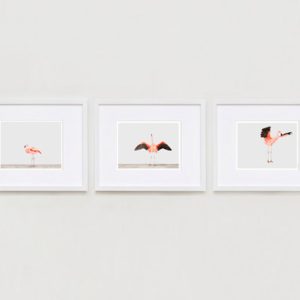 sharon-montrose-flamingo-bird-ar-2.php